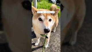 shiba shedding (a normal conversation with my dog)