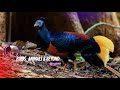 The Most Colorful and Vibrant Birds in the World || best relaxing nature with their soothing voice