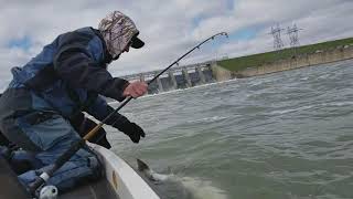 Paddlefishing Gavin's Point Dam, Missouri River