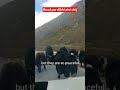 Road par mili aisi chij #yak #shortvideo #virulvideo #shortsfeed #nature #beautifulanimals