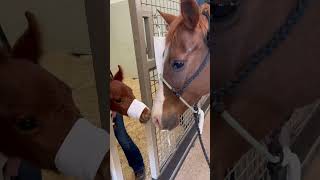 Orphan Horse Gets A New Mom And Home ♥