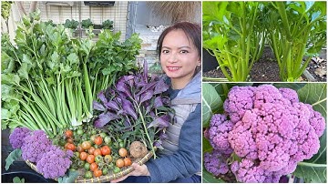 Thu hoạch bông cải tím, rau dền Mã Lai, cần tây, cà chua sau vườn ở Úc/Sang La Úc Châu