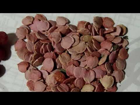 Косточки калины полезны для сердца