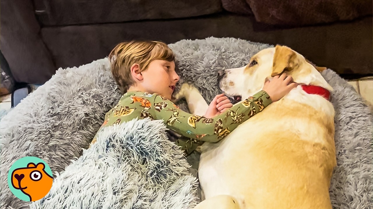 Dog Refuses To Leave Little Boy’s Side Every Day | 5 Best Stories - YouTube