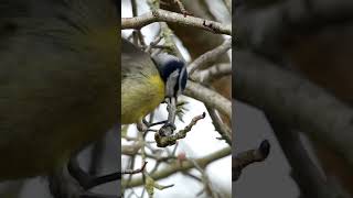 Chaffinch Steals Blue Tits Meal