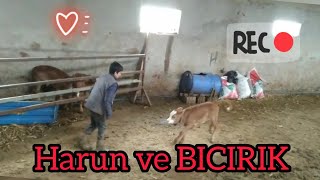 Youtuber Kardeşler, Harun Demi̇r Ve Süt Kardeşi̇ Bicirikla Oynamalar. Sonuna Kadar Izlemelisin