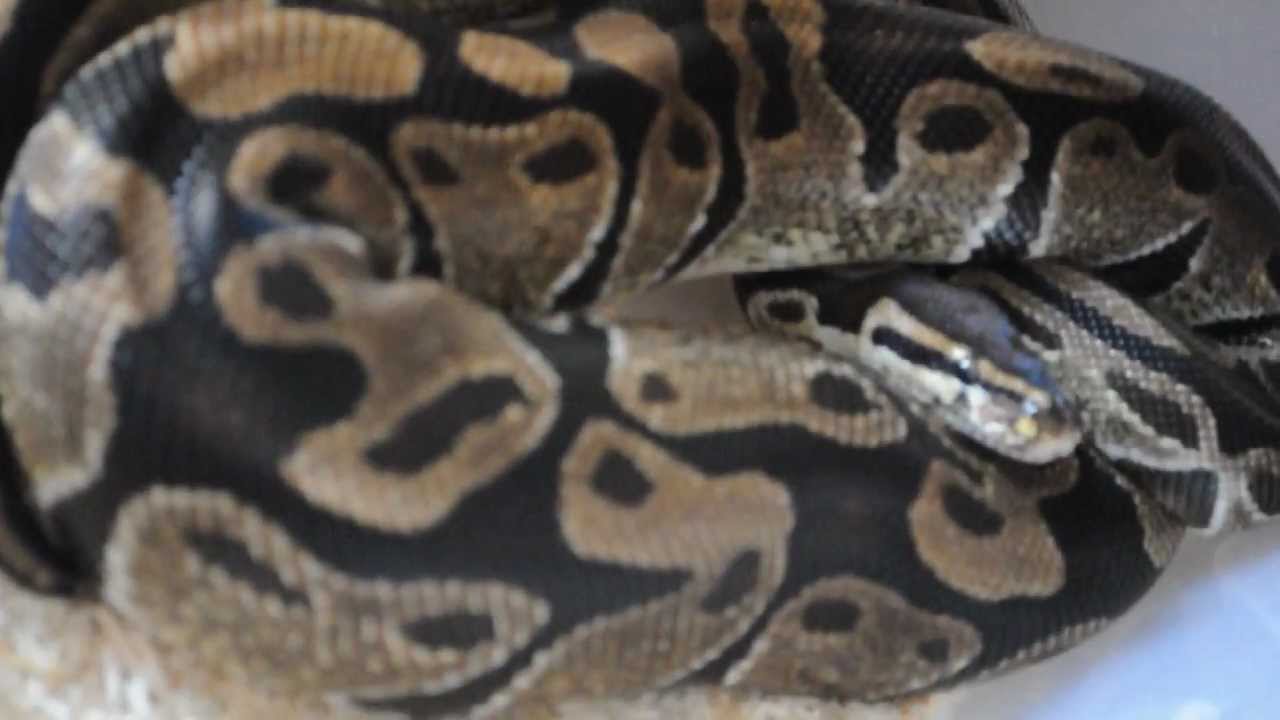 pythons for sale Snakes Collection Update 2012!!