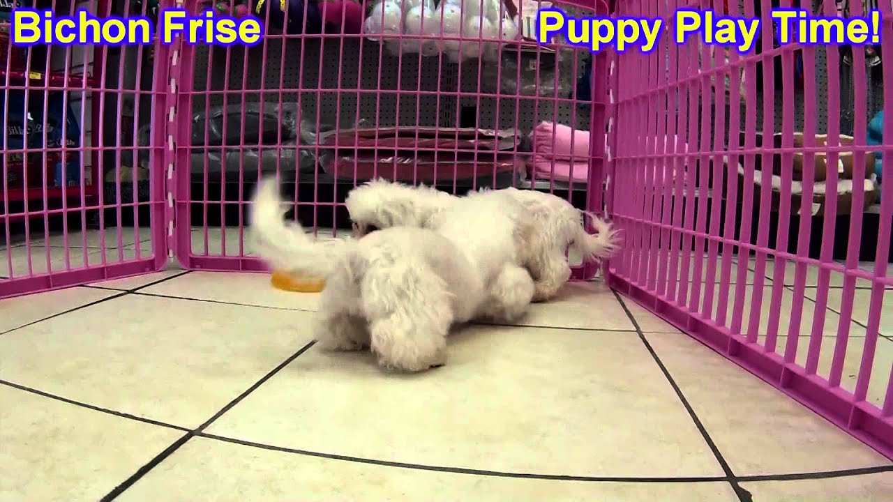 Bichon Frise, Puppies, For, Sale, In, Boise City, Idaho, ID, Rexburg