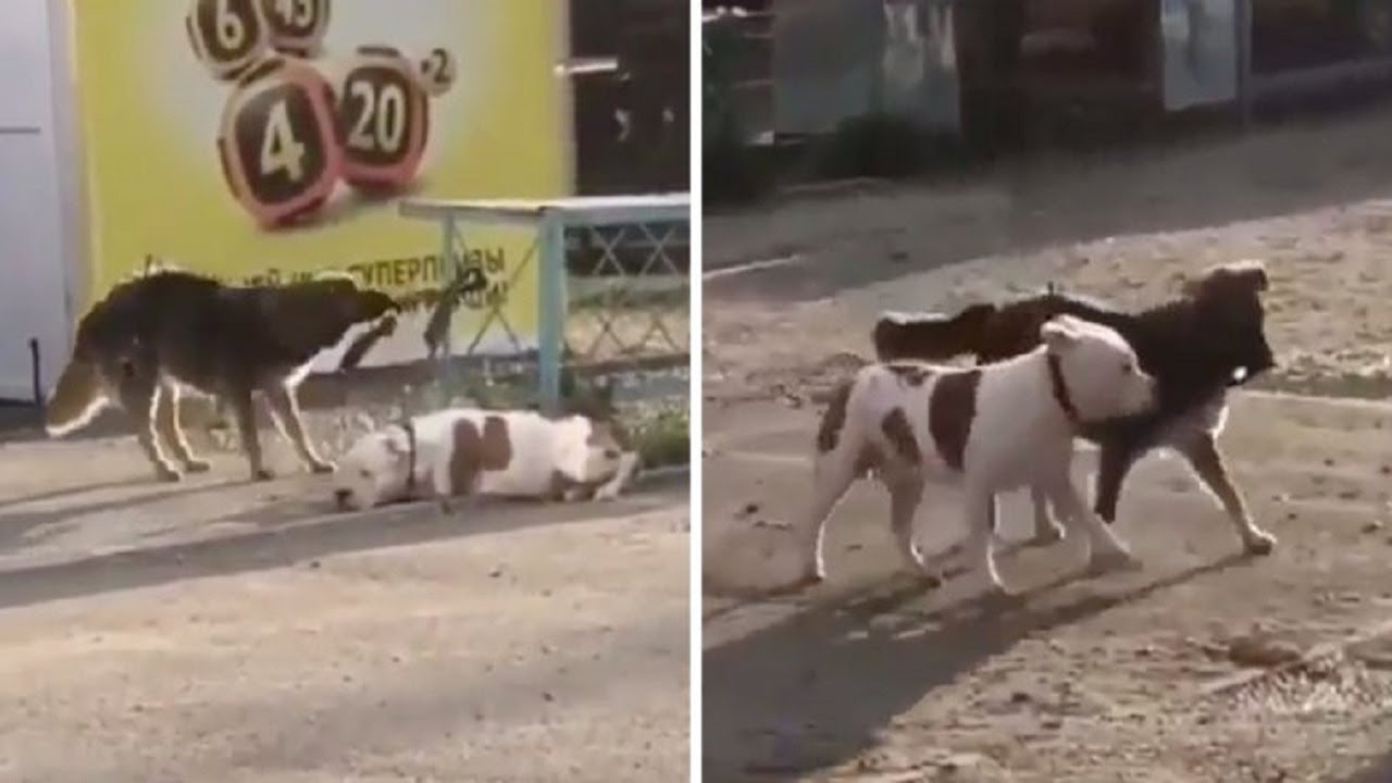 Dog Tied Up Outside A Store Was Waiting For His Owner, Then A Stray Dog Came To Set Him Free