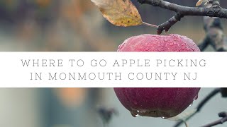 Three Apple Picking Spots in Monmouth County New Jersey