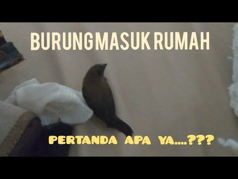 Pertanda Apa Burung Masuk Rumah Youtube