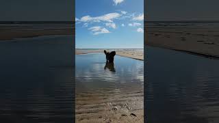 COME FOR A SWIM DAD ITS NOT COLD I PROMISE #dog #leonberger #beach #funny