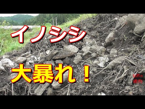 【イノシシ被害】イノシシ大暴れ！一夜にしてこんなに・・・ 2020/7/27