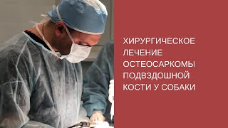 Хирургическое лечение остеосаркомы подвздошной кости у собаки