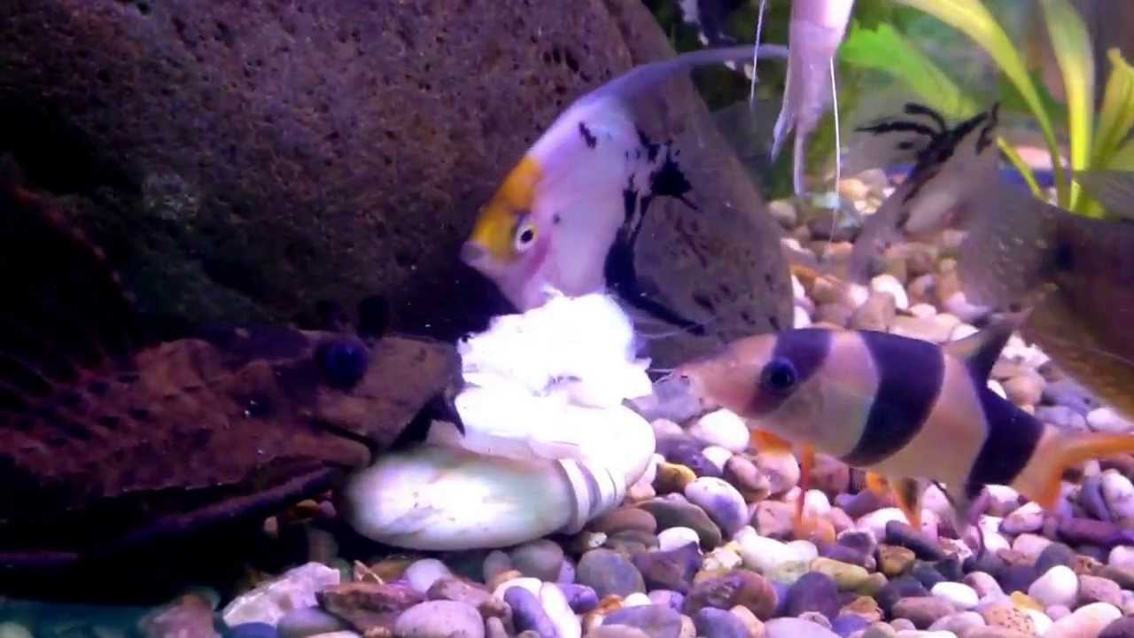 Curated visual reference: Freshwater Aquarium Feeding Frenzy Plecos Corydoras Angelfish Clown Photo Inspiration