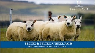 Beltex and Beltex X Texel Rams Lots 46 - 56 Great from Grass Production Sale 2026