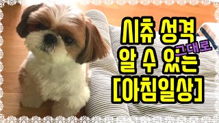 시츄의 하루 “시츄 성격이 그대로 보이는” 아침 일상