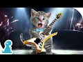 Cartoon little kitten adventure  kitten rock music kids fun dance  music for kids