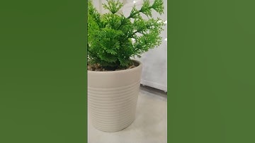 سورة المسد _ القارئ حسن حنترب