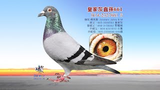 【歐洲特賣會】B14-2327661