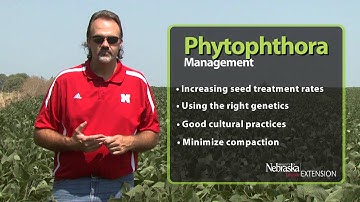 Phytophthora Root and Stem Rot Management
