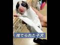 母親に捨てられた子犬を救出する #動物プロダクション #動物