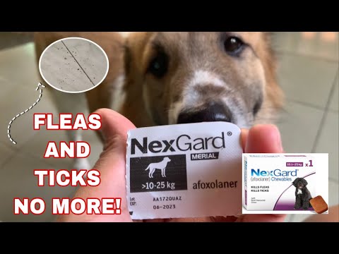 Video: Kecepatan Komparatif Dari Membunuh Sarolaner (Simparica ®) Dan Afoxolaner (NexGard ®) Terhadap Infestasi Yang Diinduksi Dari Ixodes Holocyclus Pada Anjing