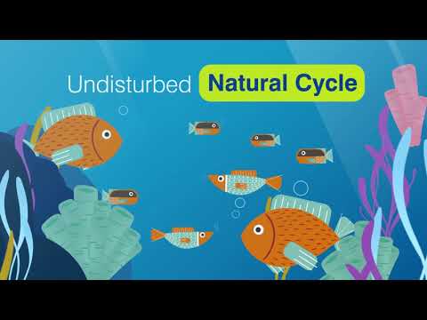 Video: Kāpēc zivsaimniecības pārvaldība ir svarīga?