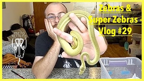 Zebras & Super Zebras - Vlog #29
