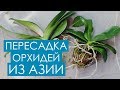 Пересадка орхидей из Азии от А до Я. На что обращаем внимание, что отрезаем.  Сажаем из мха в кору