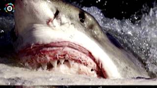 WHEN SHARKS ATTACK ! - 8 Horrific Shark Encounters You Won’t Believe!