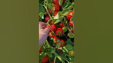 Red Ripe Tomatoes, support our local farmers. #bemindful😀 #shorts