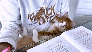 ひざの上で寝落ちしちゃうネコ-Cat that falls asleep on your lap by  もっちニャンZoo 63 views 1 year ago 4 minutes, 1 second