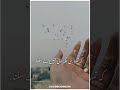 Heart broken shayarisad lines shayarideep lines statussadstatus.urdu shayari short