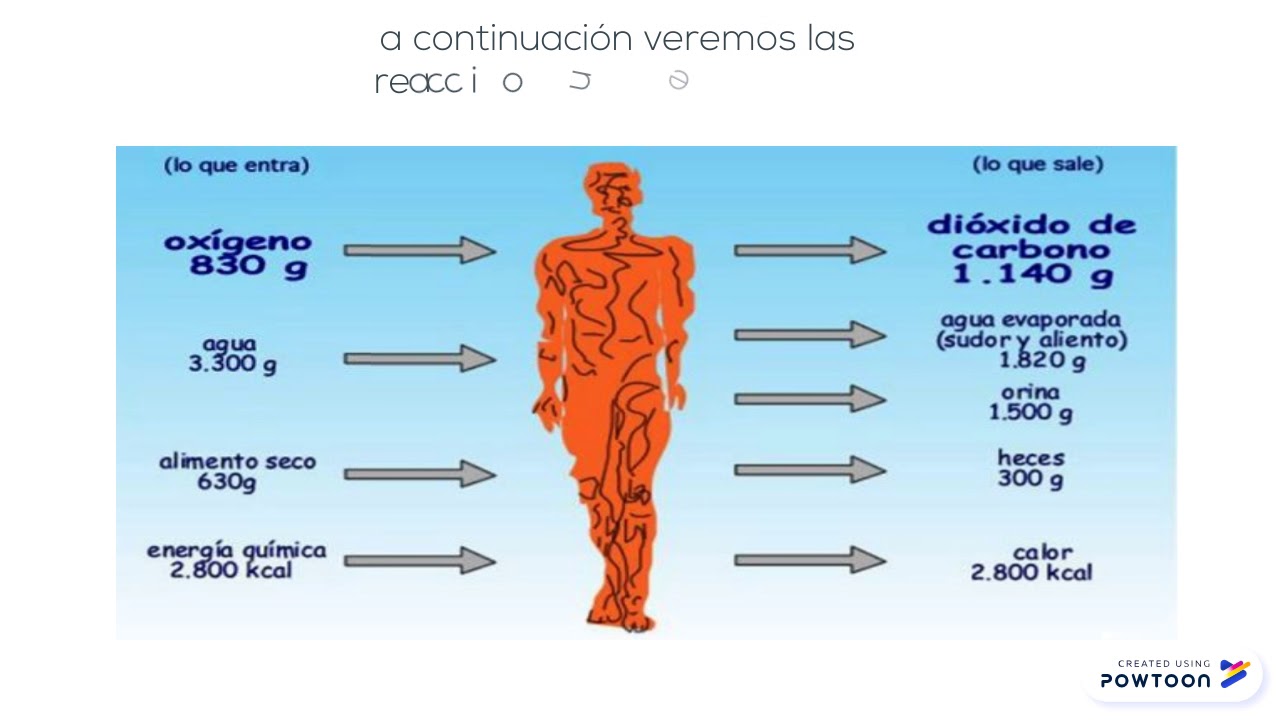 reacciones químicas en el cuerpo humano - YouTube