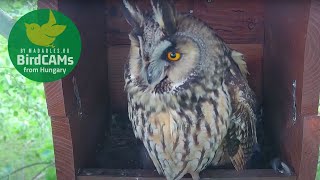 Long-eared Owl reactions to danger