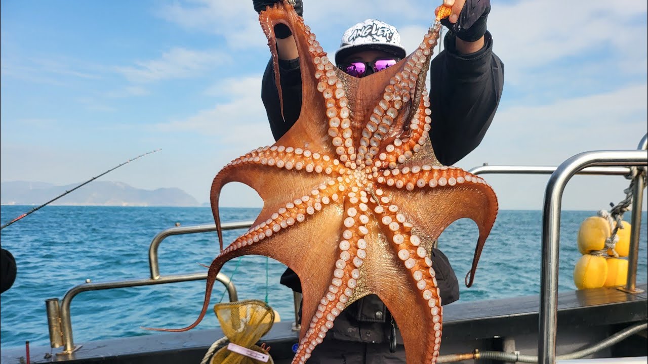 인생문어 3.5kg 와 2.5kg문어 2마리 등 총 200마리 겨울 문어 조황