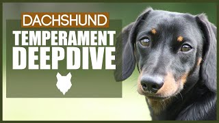 DACHSHUND TEMPERAMENT DEEPDIVE