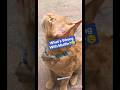 What Happened to Muffin? 😢 Strange Behavior #CatShorts#CatVideos #CuteCat#ShortsFeed#Cat