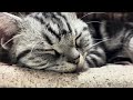 【睡眠用ASMR】3時間耐久 ゴロゴロ猫のゴロゴロ音