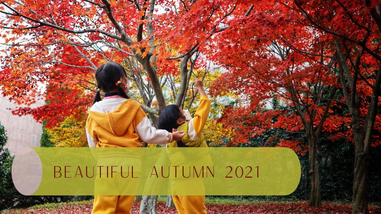 autumn korea  Update New  Autumn in Korea, musim gugur 2021, Gyeongsangnam-do arboretum forest museum