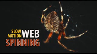 Slow Motion Spider Building a Web & Catching Prey