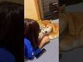 柴犬福 姉に絡まれてる時の柴犬🤣Sister and Shiba🤣#shorts #姉と柴 #funny #funnydog #dogshorts #shiba #시바견