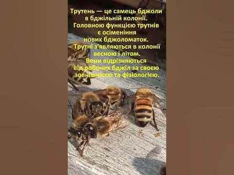 трутень - YouTube