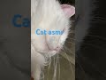 Enjoy ☺️ #catasmr #asmr #cat