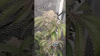 Green Ghost Organics - Ootic tech delivering sticky Nugs