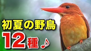 A season where life shines! A detailed explanation of the ecology