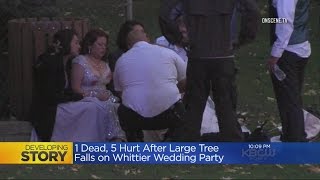 1 Dead, More Injured When Huge Tree Falls On Wedding Party In SoCal Park