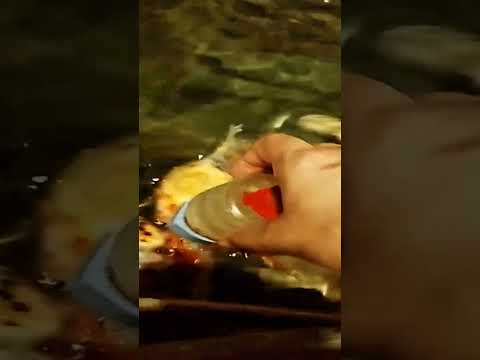 غذا دادن به ماهی ها در تونل آکواریوم اصفهان