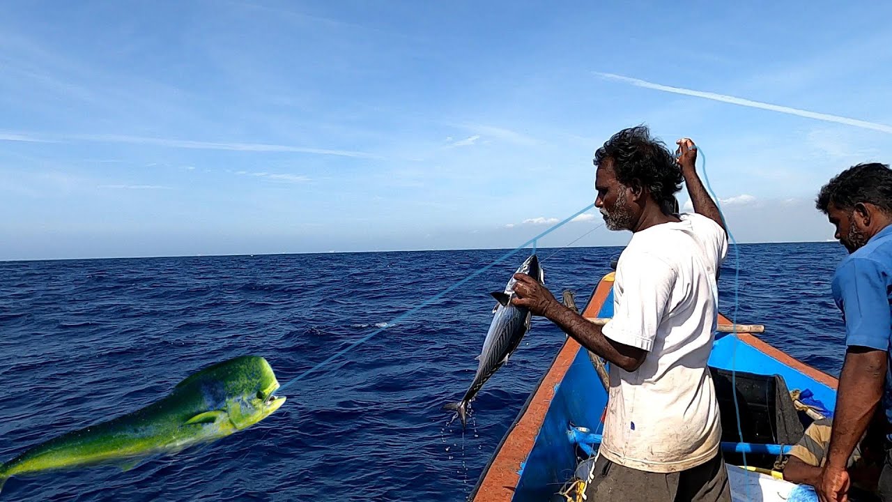 TUNA FISH & MAHI MAHI FISH CATCHING IN THE SEA YouTube